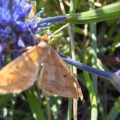 Scopula rubraria at Franklin Grassland (FRA_5) - 11 Feb 2024 04:52 PM