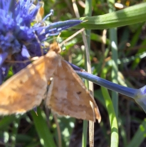 Scopula rubraria at Franklin Grassland (FRA_5) - 11 Feb 2024