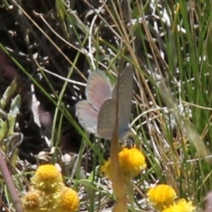 Zizina otis at Franklin Grassland (FRA_5) - 11 Feb 2024