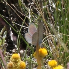 Zizina otis (Common Grass-Blue) at Harrison, ACT - 11 Feb 2024 by JenniM