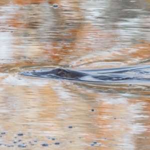 Ornithorhynchus anatinus at West Mackay, QLD - 26 Aug 2020 09:20 AM