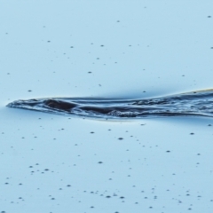 Ornithorhynchus anatinus at West Mackay, QLD - 26 Aug 2020 09:20 AM