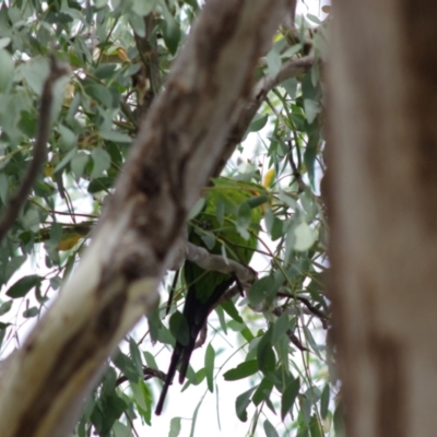 Polytelis swainsonii (Superb Parrot) at Yerrabi Pond - 10 Mar 2024 by betchern0t