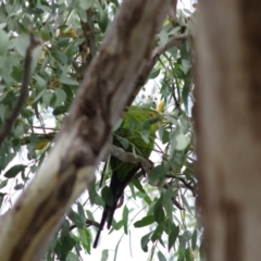 Polytelis swainsonii (Superb Parrot) at Yerrabi Pond - 10 Mar 2024 by betchern0t