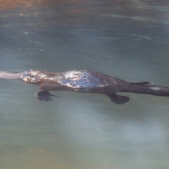 Ornithorhynchus anatinus (Platypus) at Broken River, QLD - 27 Jul 2020 by Petesteamer