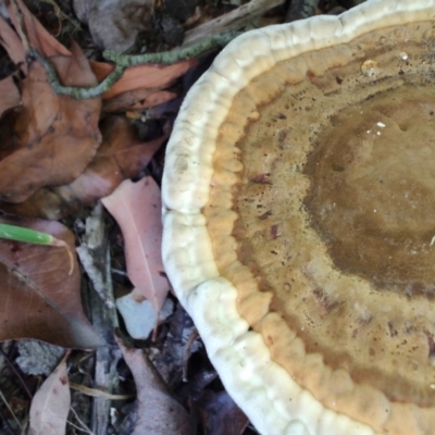 Sanguinoderma rude (Red-staining Stalked Polypore) at Verona, NSW - 2 Mar 2024 by LyndalT