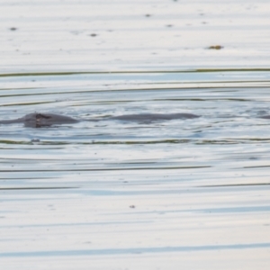 Ornithorhynchus anatinus at West Mackay, QLD - 21 Jul 2020