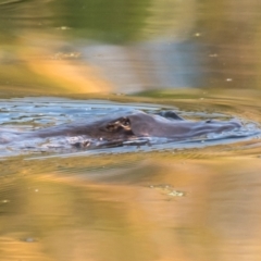 Ornithorhynchus anatinus at West Mackay, QLD - 21 Jul 2020