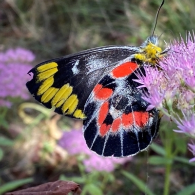 Delias harpalyce (Imperial Jezebel) at Giralang, ACT - 11 Mar 2024 by mcosgrove