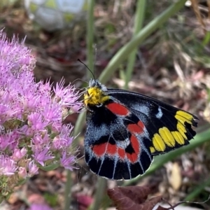 Delias harpalyce at Giralang, ACT - suppressed