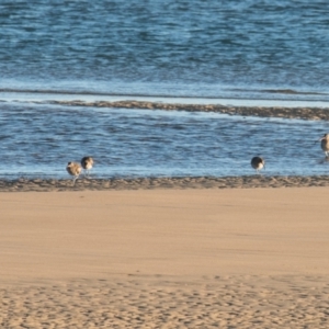 Numenius phaeopus at Slade Point, QLD - 17 Jul 2020