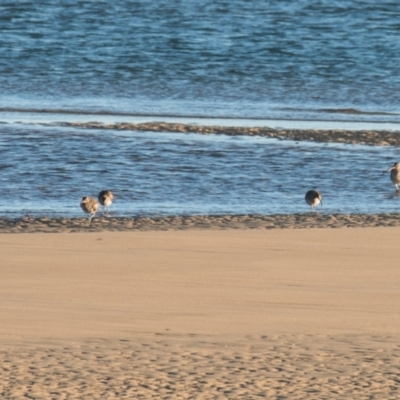 Numenius phaeopus (Whimbrel) at Slade Point, QLD - 16 Jul 2020 by Petesteamer