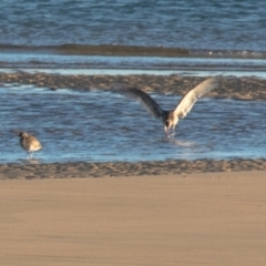 Numenius phaeopus at Slade Point, QLD - 17 Jul 2020