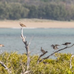 Numenius phaeopus at Slade Point, QLD - 2 Aug 2020 10:34 AM