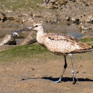 Numenius phaeopus at Mackay Harbour, QLD - 27 Aug 2020 11:55 AM