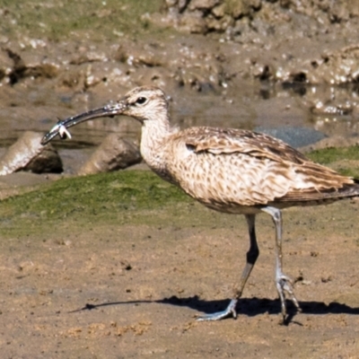 Numenius phaeopus (Whimbrel) at Mackay Harbour, QLD - 27 Aug 2020 by Petesteamer
