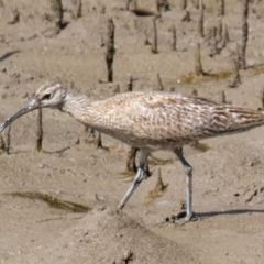 Numenius phaeopus at Mackay Harbour, QLD - 27 Aug 2020 11:55 AM