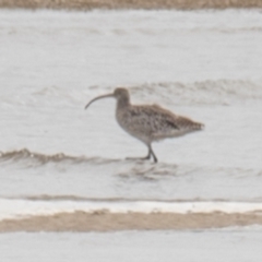 Numenius madagascariensis (Eastern Curlew) at Slade Point, QLD - 11 Jul 2020 by Petesteamer