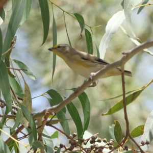 Pardalotus striatus at Higgins Woodland - 11 Mar 2024