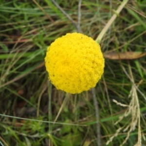 Craspedia aurantia var. jamesii at Kosciuszko National Park - 23 Feb 2024