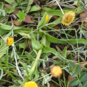 Craspedia aurantia var. jamesii at Kosciuszko National Park - suppressed