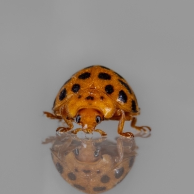 Epilachna sumbana (A Leaf-eating Ladybird) at QPRC LGA - 11 Mar 2024 by MarkT