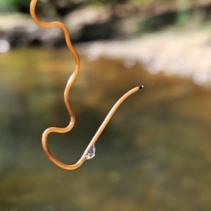 Nematomorpha (phylum) at Upper Kangaroo River, NSW - 11 Mar 2024