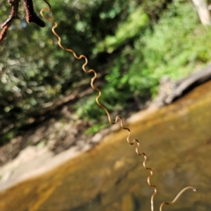 Nematomorpha (phylum) at Upper Kangaroo River, NSW - 11 Mar 2024