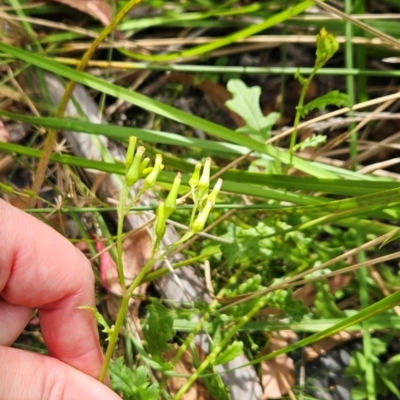 Senecio distalilobatus (Distal-lobe Fireweed) at Namadgi National Park - 11 Mar 2024 by BethanyDunne