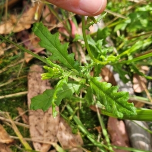 Senecio distalilobatus at Namadgi National Park - 11 Mar 2024