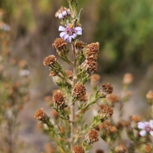 Olearia stricta var. parvilobata at Namadgi National Park - 11 Mar 2024 10:59 AM