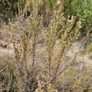 Olearia stricta var. parvilobata at Namadgi National Park - 11 Mar 2024