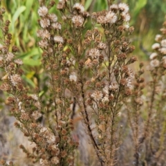 Olearia stricta var. parvilobata at Namadgi National Park - 11 Mar 2024