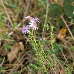 Olearia stricta var. parvilobata at Namadgi National Park - 11 Mar 2024 by BethanyDunne