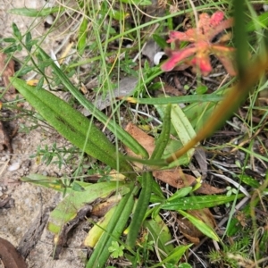 Podolepis hieracioides at Namadgi National Park - 11 Mar 2024