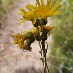 Podolepis hieracioides at Namadgi National Park - 11 Mar 2024 11:26 AM