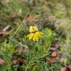 Goodenia paradoxa (Spur Goodenia) at Namadgi National Park - 11 Mar 2024 by BethanyDunne