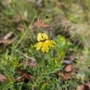 Velleia paradoxa at Namadgi National Park - 11 Mar 2024