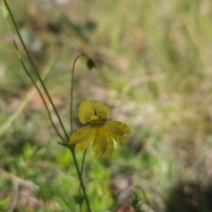 Goodenia paradoxa at Namadgi National Park - 11 Mar 2024