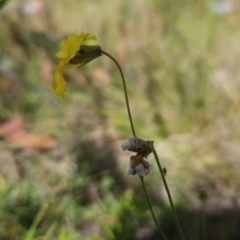 Goodenia paradoxa at Namadgi National Park - 11 Mar 2024