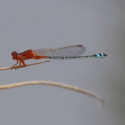 Xanthagrion erythroneurum (Red & Blue Damsel) at Wodonga, VIC - 11 Mar 2024 by KylieWaldon