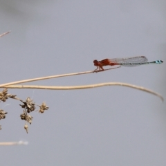 Xanthagrion erythroneurum at Belvoir Park - 11 Mar 2024