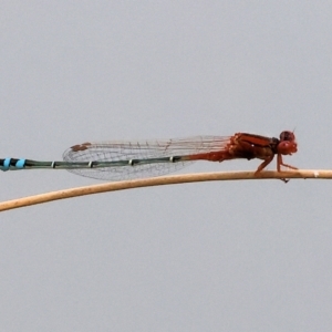 Xanthagrion erythroneurum at Belvoir Park - 11 Mar 2024 12:29 PM