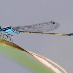 Ischnura heterosticta (Common Bluetail Damselfly) at Wodonga, VIC - 11 Mar 2024 by KylieWaldon