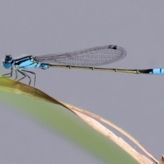 Ischnura heterosticta at Belvoir Park - 11 Mar 2024