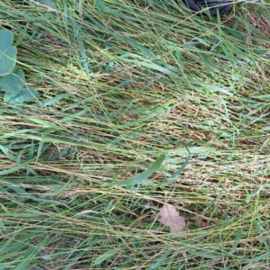 Microlaena stipoides at Mount Majura - 11 Mar 2024