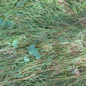 Microlaena stipoides at Mount Majura - 11 Mar 2024