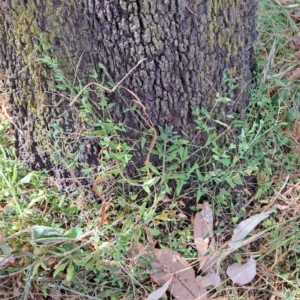 Einadia nutans at Mount Majura - 11 Mar 2024