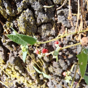 Einadia nutans at Mount Majura - 11 Mar 2024