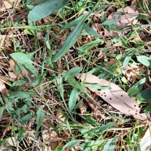 Rumex acetosella at Mount Majura - 11 Mar 2024 11:30 AM